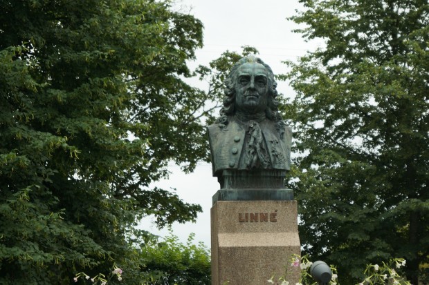 Carl von Linné war ein einflussreicher Erforscher der Natur - von der es in und um Växjö genügend gibt. Neben Nadelwälder gibt es auch viele Seen - sie werden, man merkt es derzeit, auch vom Himmel gespeist.