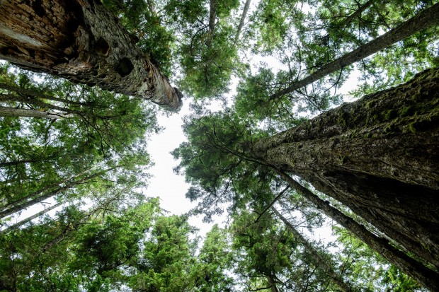 Gemeinsam mit der Audi Stiftung für Umwelt werden wir Wildnispate für ein Stück unberührter Natur an der Westküste Kanadas...