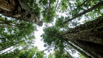 Gemeinsam mit der Audi Stiftung für Umwelt werden wir Wildnispate für ein Stück unberührter Natur an der Westküste Kanadas... Gemeinsam mit der Audi Stiftung für Umwelt werden wir Wildnispate für ein Stück unberührter Natur an der Westküste Kanadas...
