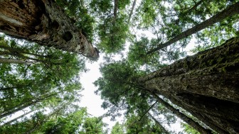 Gemeinsam mit der Audi Stiftung für Umwelt werden wir Wildnispate für ein Stück unberührter Natur an der Westküste Kanadas...